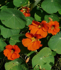 Lichořeřišnice Tom Pouce směs - Tropaeolum majus - osivo lichořeřišnice - 15 ks