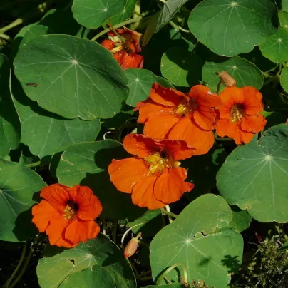Lichořeřišnice Tom Pouce směs - Tropaeolum majus - osivo lichořeřišnice - 15 ks