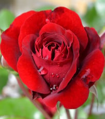 Růže velkokvětá keřová červená - Rosa - prostokořenná sazenice růže - 1 ks