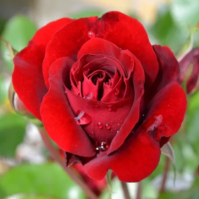 Růže velkokvětá keřová červená - Rosa - prostokořenná sazenice růže - 1 ks
