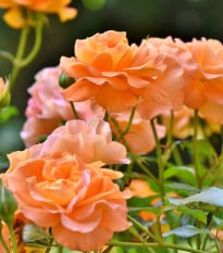 Růže velkokvětá keřová oranžová - Rosa - prostokořenná sazenice růže - 1 ks