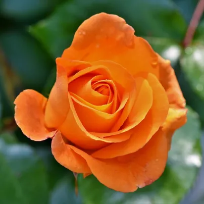 Růže velkokvětá pnoucí oranžová - Rosa - prostokořenná sazenice růže - 1 ks