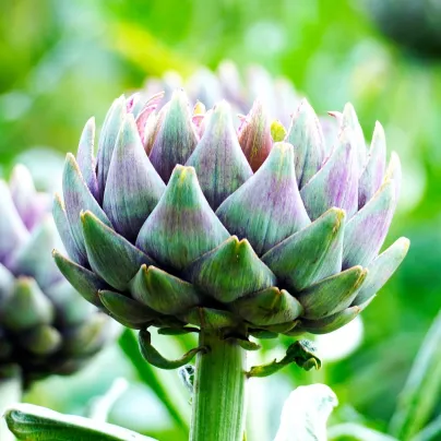 Artyčok - Cynara scolymus - prostokořenná sazenice artyčoku - 1 ks