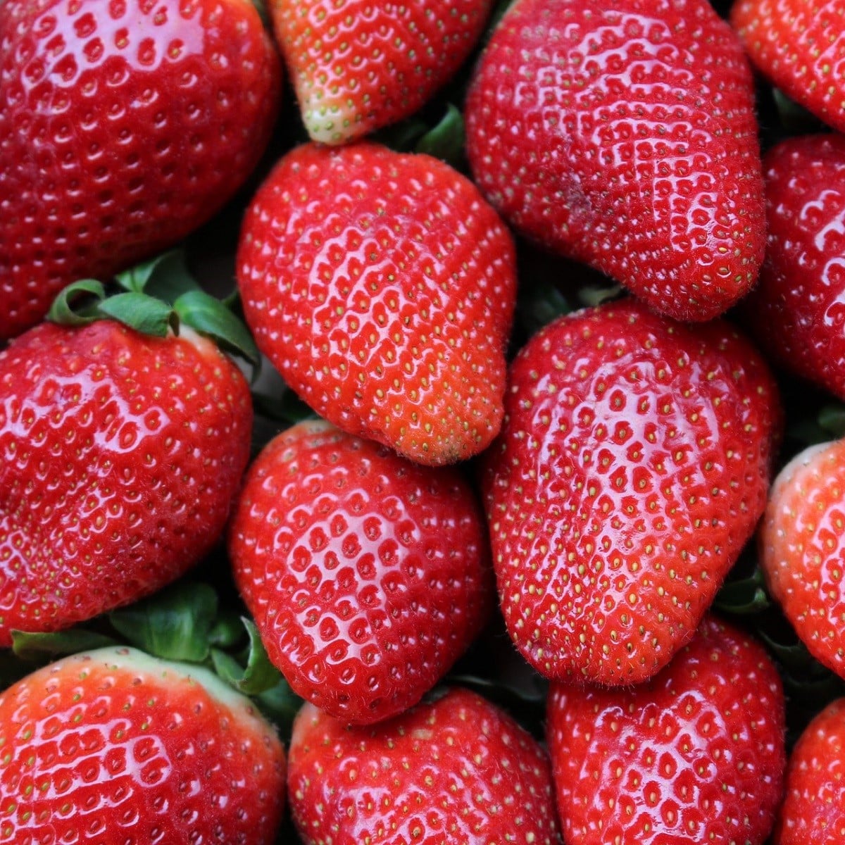 Jahodník Ostara - Fragaria ananassa - prostokořenná sazenice jahodníku - 5 ks