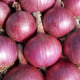 Cibule sazečka Karmen - Allium cepa - cibulky sazečky - 250 g