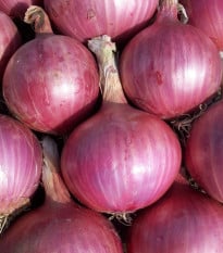 Cibule sazečka Karmen - Allium cepa - cibulky sazečky - 250 g