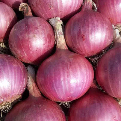 Cibule sazečka Karmen - Allium cepa - cibulky sazečky - 250 g