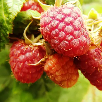 Maliník - Rubus idaeus - prostokořenná sazenice maliníku - 2 ks