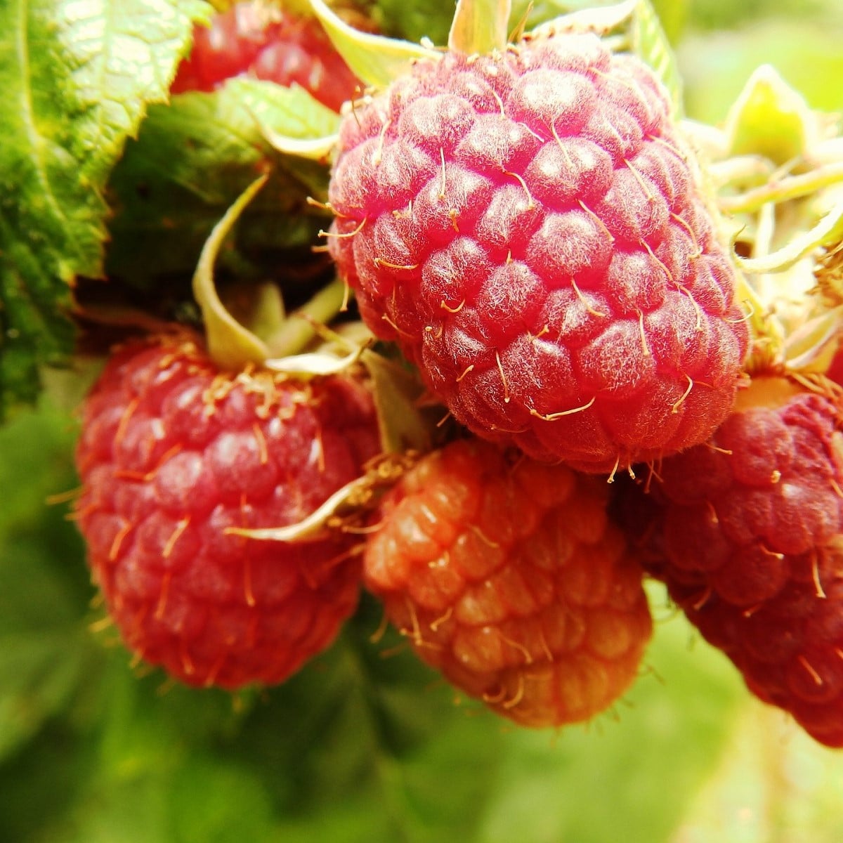 Maliník - Rubus idaeus - prostokořenná sazenice maliníku - 2 ks