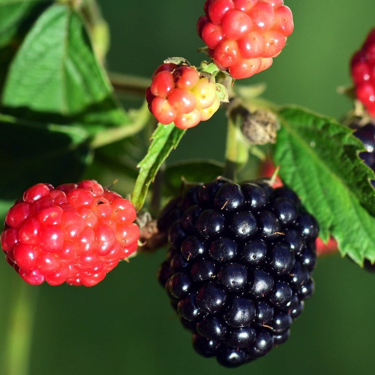 Ostružiník beztrnný černý - Rubus - prostokořenná sazenice ostružiníku - 1 ks
