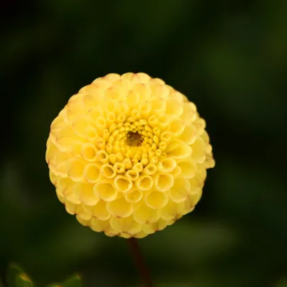 Jiřinka Potgieter - Dahlia - hlízy jiřinek - 1 ks