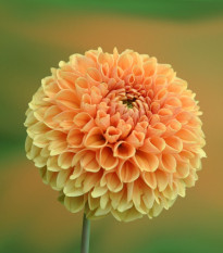 Jiřinka Sylvia - Dahlia - cibulky jiřinek - 1 ks