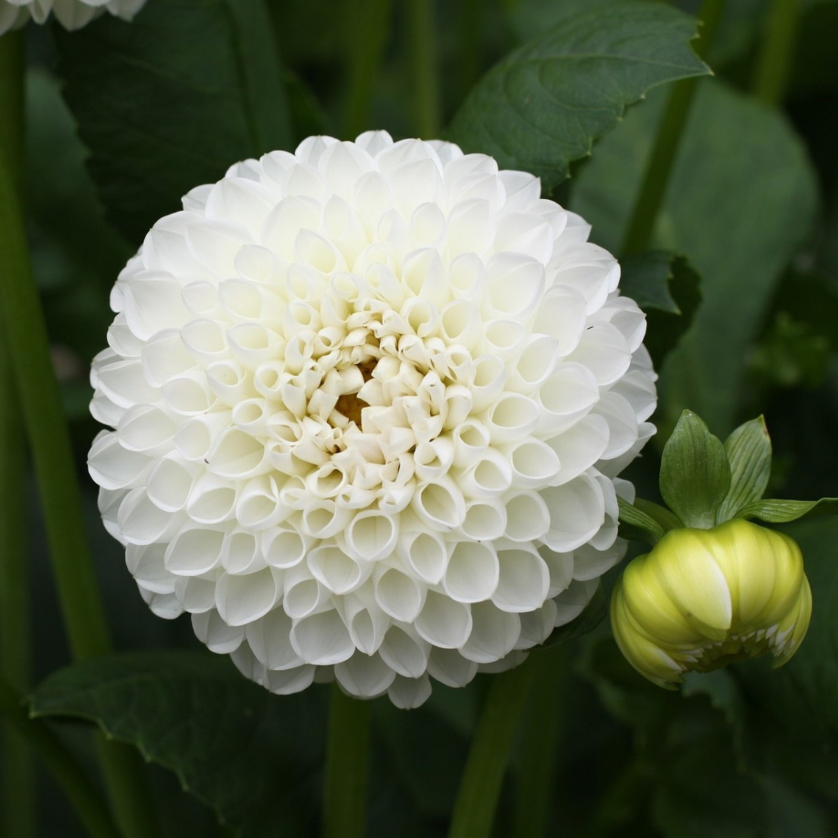 Jiřinka White Aster - Dahlia - hlízy jiřinek - 1 ks