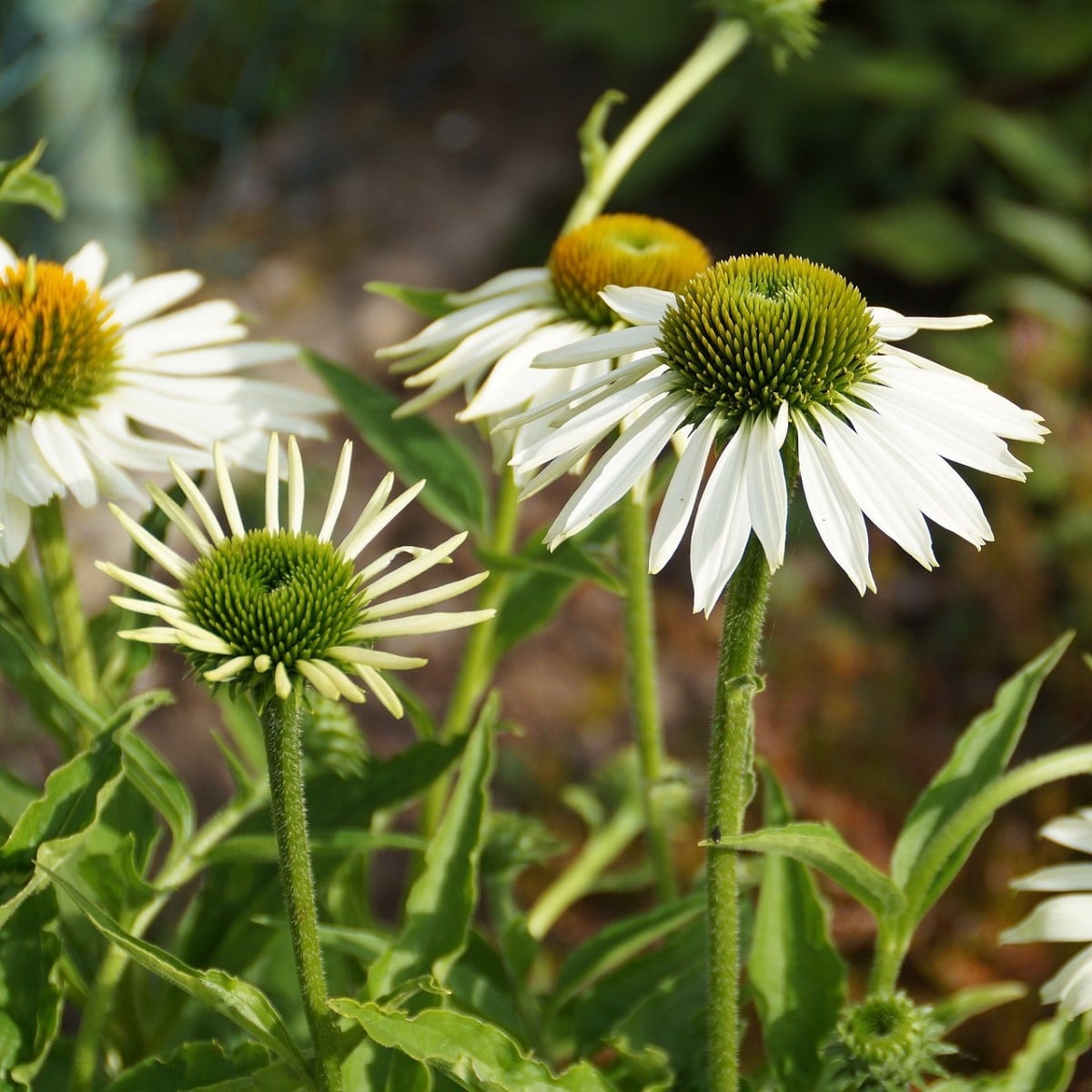 Třapatkovka White Swan - Echinacea purpurea - prostokořenná sazenice třapatkovky - 1 ks