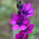 Babiana Kew Hybrids - Babiana stricta - prostokořenná sazenice babiany - 3 ks
