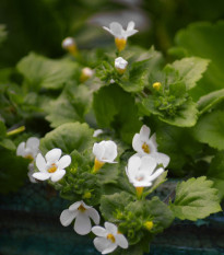 Bakopa Snowtopia - Bacopa sutera cordata - osivo bakopy - 7 ks