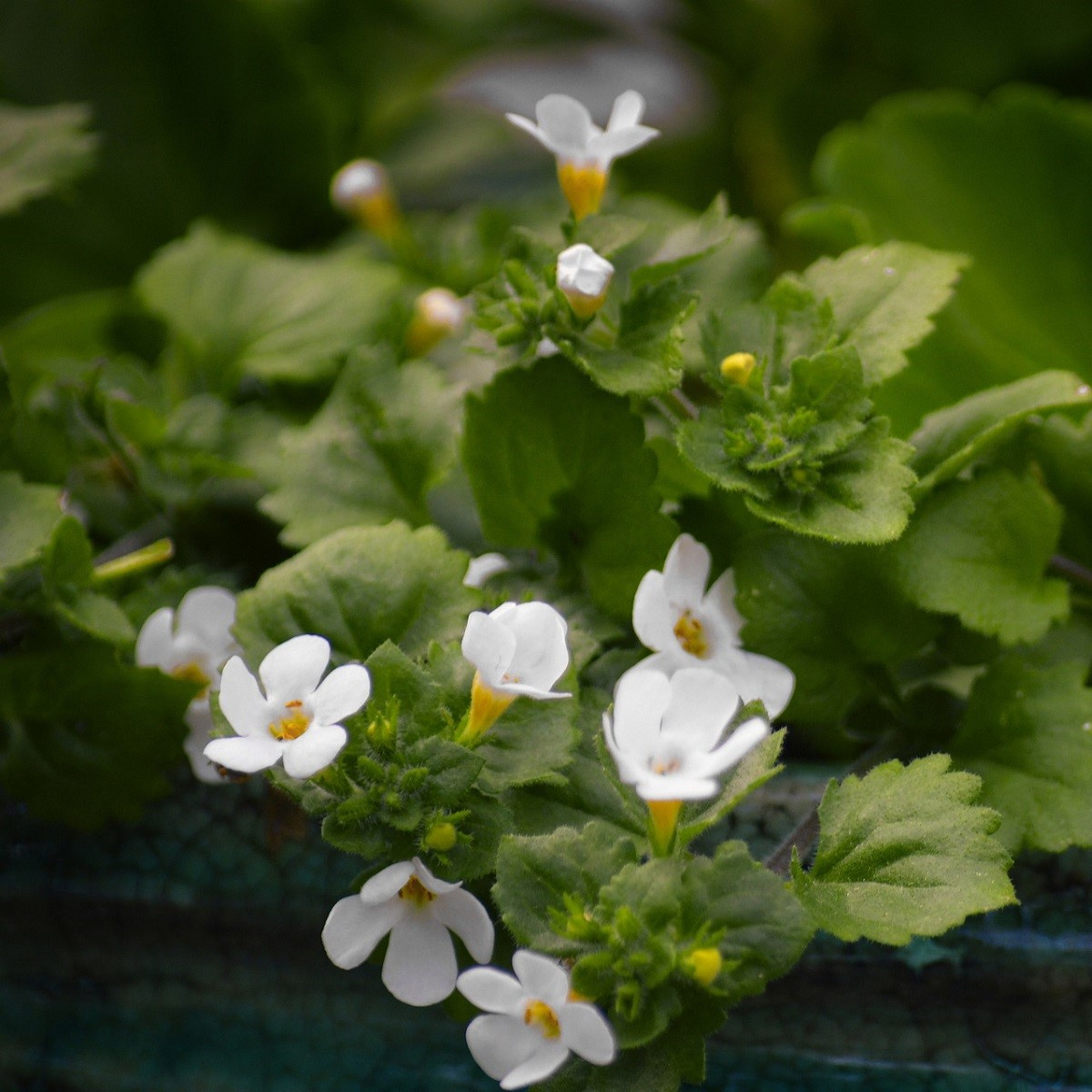 Bakopa Snowtopia - Bacopa sutera cordata - osivo bakopy - 7 ks