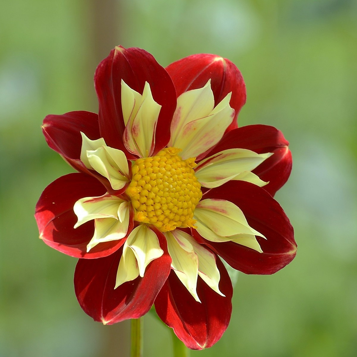 Jiřinka proměnlivá Dandy směs barev - Dahlia variabilis - osivo jiřinky - 14 ks