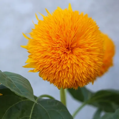 Slunečnice Teddy Bear - Helianthus annuus - osivo slunečnice - 15 ks