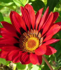 Gazánie Frosty Kiss Red F1 - Gazania rigens - osivo gazánie - 12 ks