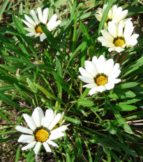 Gazánie Kiss White F1 - Gazania rigens - osivo gazánie - 12 ks