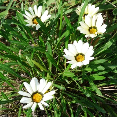 Gazánie Kiss White F1 - Gazania rigens - osivo gazánie - 12 ks