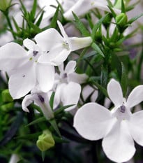 Lobelka drobná Bílý palác - Lobelia erinus - osivo lobelky - 0,1 g