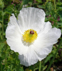 BIO Pleskanka - Argemone platyceras - bio osivo pleskanky - 50 ks