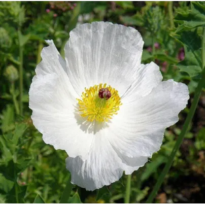 BIO Pleskanka - Argemone platyceras - bio osivo pleskanky - 50 ks