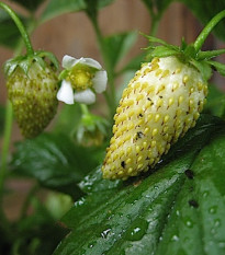 Jahodník měsíční Tubby White - Fragaria vesca - osivo jahodníku - 15 ks