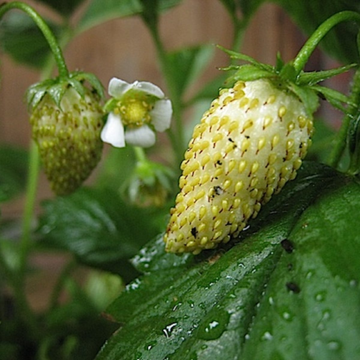 Jahodník měsíční Tubby White - Fragaria vesca - osivo jahodníku - 15 ks