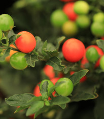 Lilek okrasný Jupiter - Solanum pseudocapsicum - osivo okrasného lilku - 10 ks