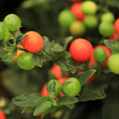 Lilek okrasný Jupiter - Solanum pseudocapsicum - osivo okrasného lilku - 10 ks