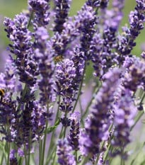 Levandule francouzská Bandera Purple - Lavandula stoechas - osivo levandule - 20 ks