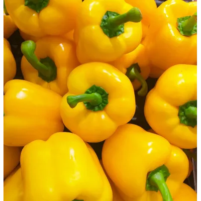 Paprika žlutá Gelber Block - Capsicum annuum - osivo papriky - 7 ks