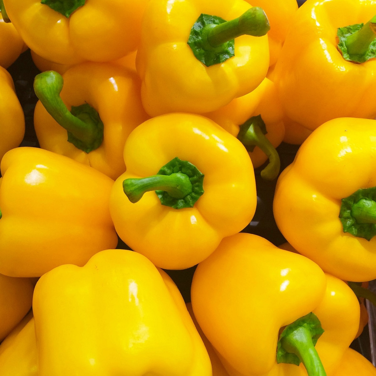 Paprika žlutá Gelber Block - Capsicum annuum - osivo papriky - 7 ks
