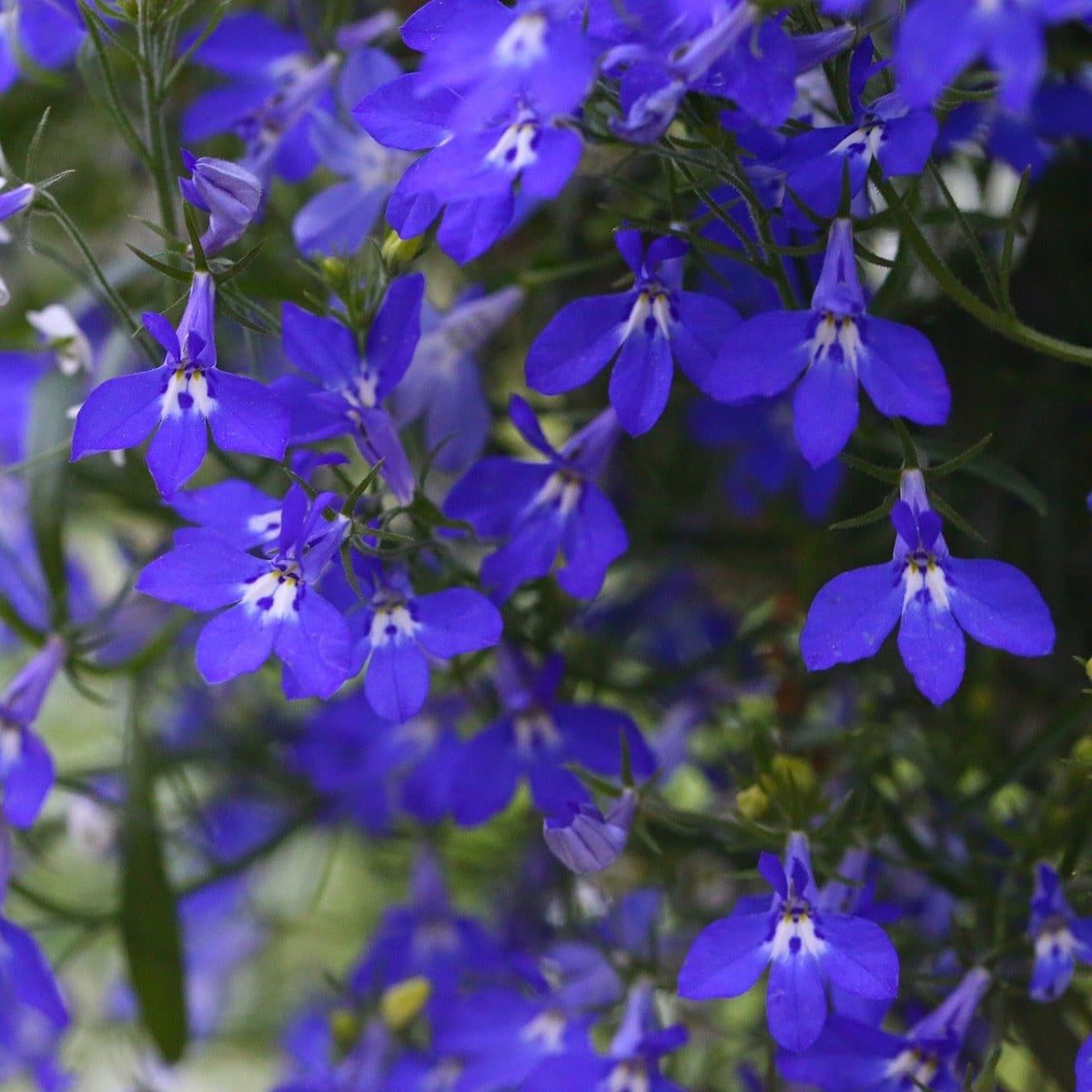 Lobelka nízká Riviera Marine Blue - Lobelia erinus - osivo lobelky - 0,1 g