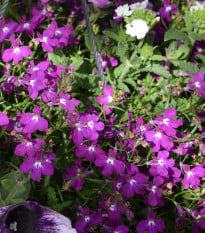 Lobelka nízká Riviera Rose - Lobelia erinus - osivo lobelky - 0,1 g