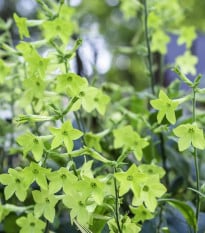 Tabák okrasný Perfume Lime - Nicotiana sanderae - osivo tabáku - 50 ks