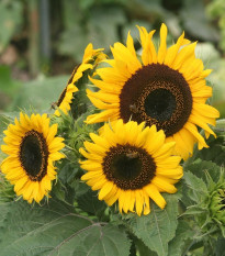 Slunečnice Mezzulah - Helianthus annuus - osivo slunečnice - 8 ks