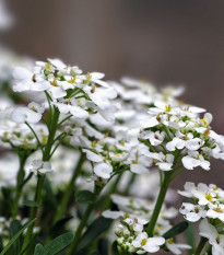 Tařicovka přímořská Schneeteppich - Lobularia maritima - osivo tařicovky - 50 ks