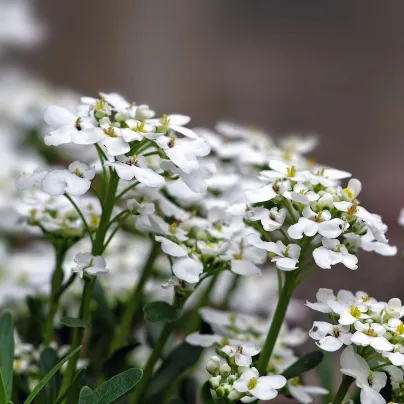 Tařicovka přímořská Schneeteppich - Lobularia maritima - osivo tařicovky - 50 ks