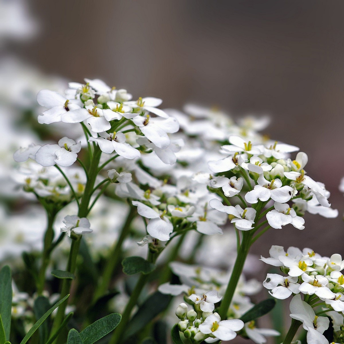 Tařicovka přímořská Schneeteppich - Lobularia maritima - osivo tařicovky - 50 ks