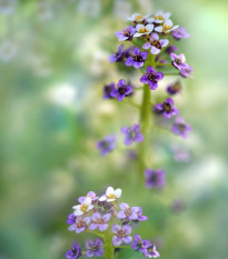 Tařicovka přímořská Könnigsteppich - Lobularia maritima - osivo tařicovky - 50 ks