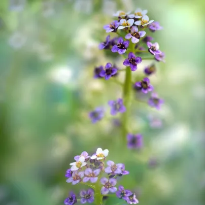 Tařicovka přímořská Könnigsteppich - Lobularia maritima - osivo tařicovky - 50 ks