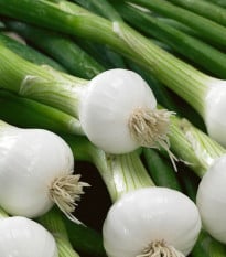 Cibule jarní La Reine - Allium cepa - osivo cibule - 250 ks