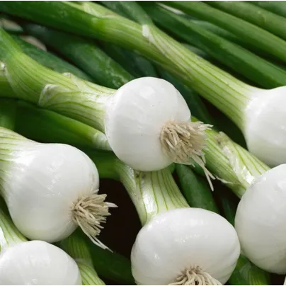 Cibule jarní La Reine - Allium cepa - osivo cibule - 250 ks