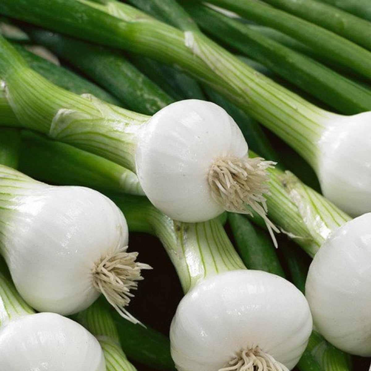 Cibule jarní La Reine - Allium cepa - osivo cibule - 250 ks