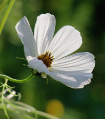 Krásenka Sonata bílá - Cosmos bipinnatus - osivo krásenky - 15 ks