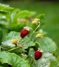 Jahodník měsíční Alexandria - Fragaria vesca - osivo jahodníku - 20 ks